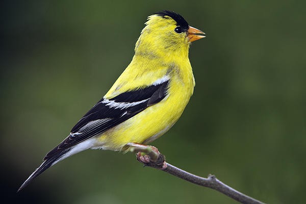 polka dot galoshes tips on attracting birds to your garden polka dot galoshes tips on attracting birds to your garden