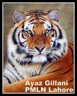 Ayaz Gillani