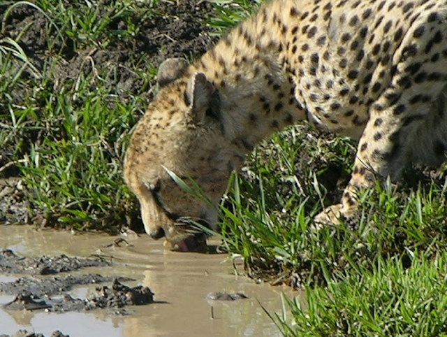 cheetah in Kenia