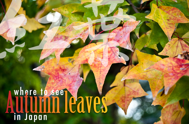 kouyou, Japan, Fall, Autumn, leaves, foliage, see, view