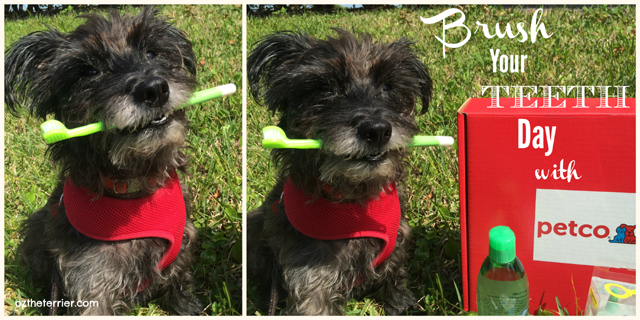 Oz the Terrier celebrates Brush Your Teeth Day with a KissAble dog toothbrush and toothpaste