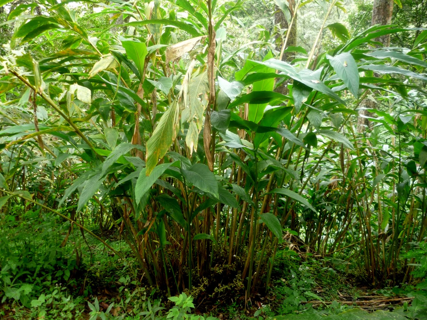 Black Cardamom Plant