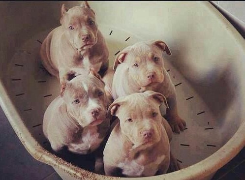 how many puppies are in an average litter litter size and of pit bulls many how many puppies are in an average litter litter size and of pit bulls many