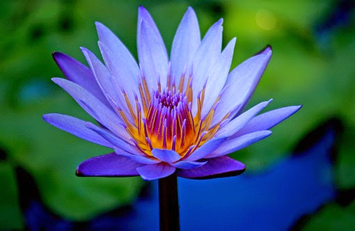blue-lotus-flower-entheogen%2Bof%2Bancient%2Begypt.jpg