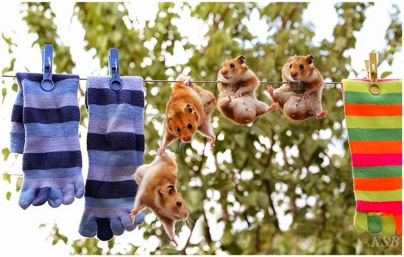 Funny-Hamsters-61.jpg