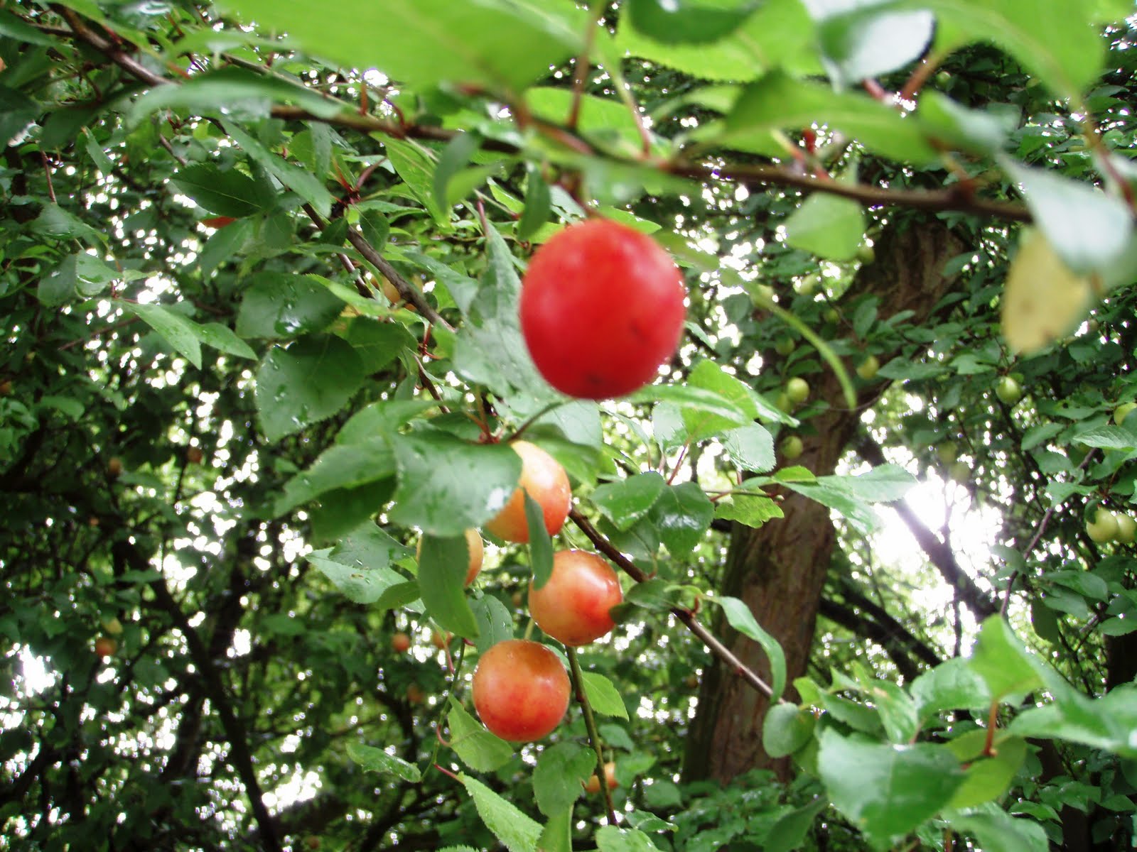 The Urbane Forager A Real Plum Spot