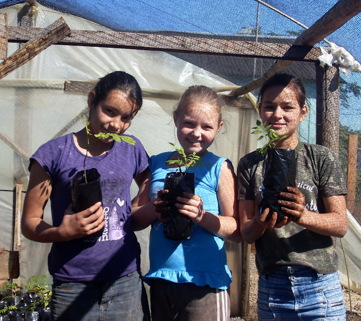 Plantines de árboles nativos