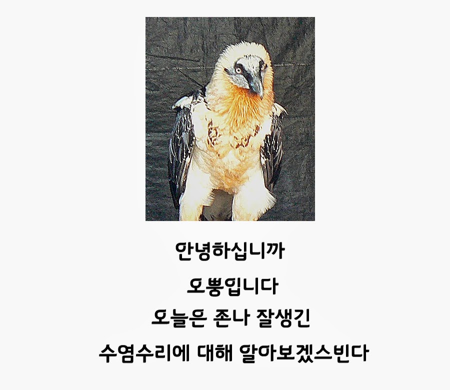 수염수리에 대해서 알아보자