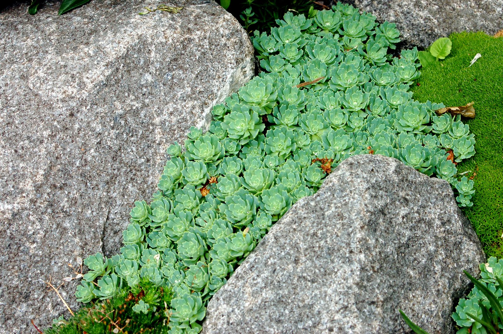 wild ginger farm news blog crevice plants wild ginger farm news blog crevice plants