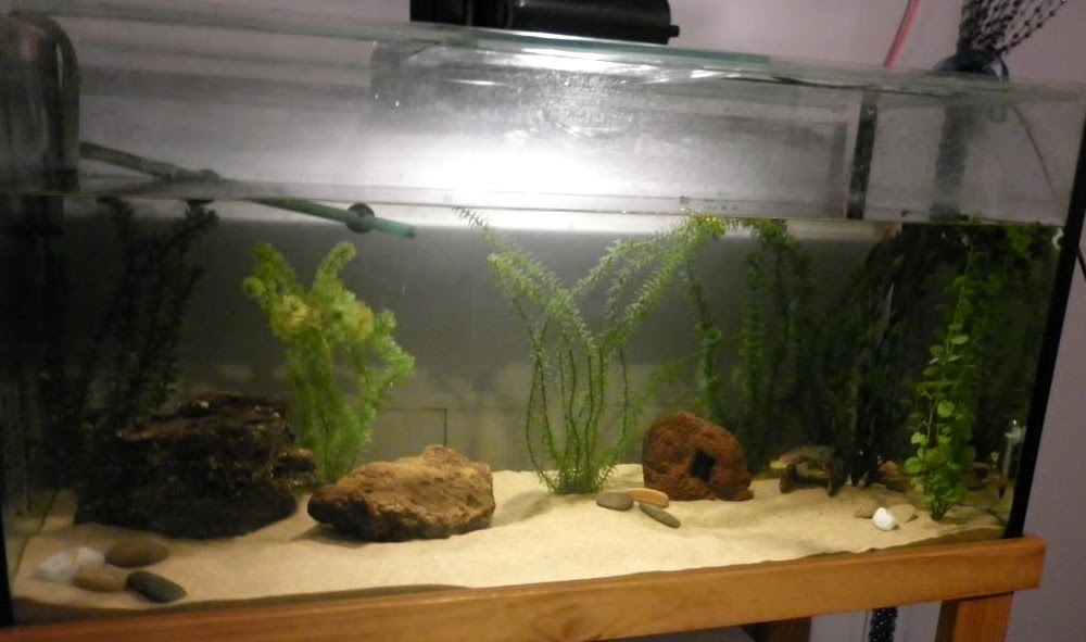 All About Axolotls Axolotl Care