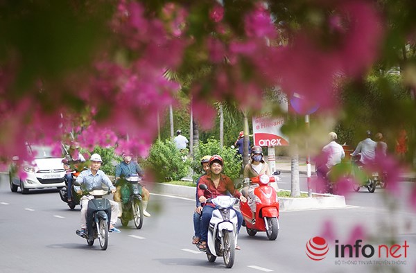 [Image: hoa-giay-no-ro-o-Nha-Trang-2.JPG]