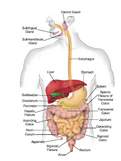 Notez On Nursing....: Some Digestive System Definitions ... pig cheek diagram 