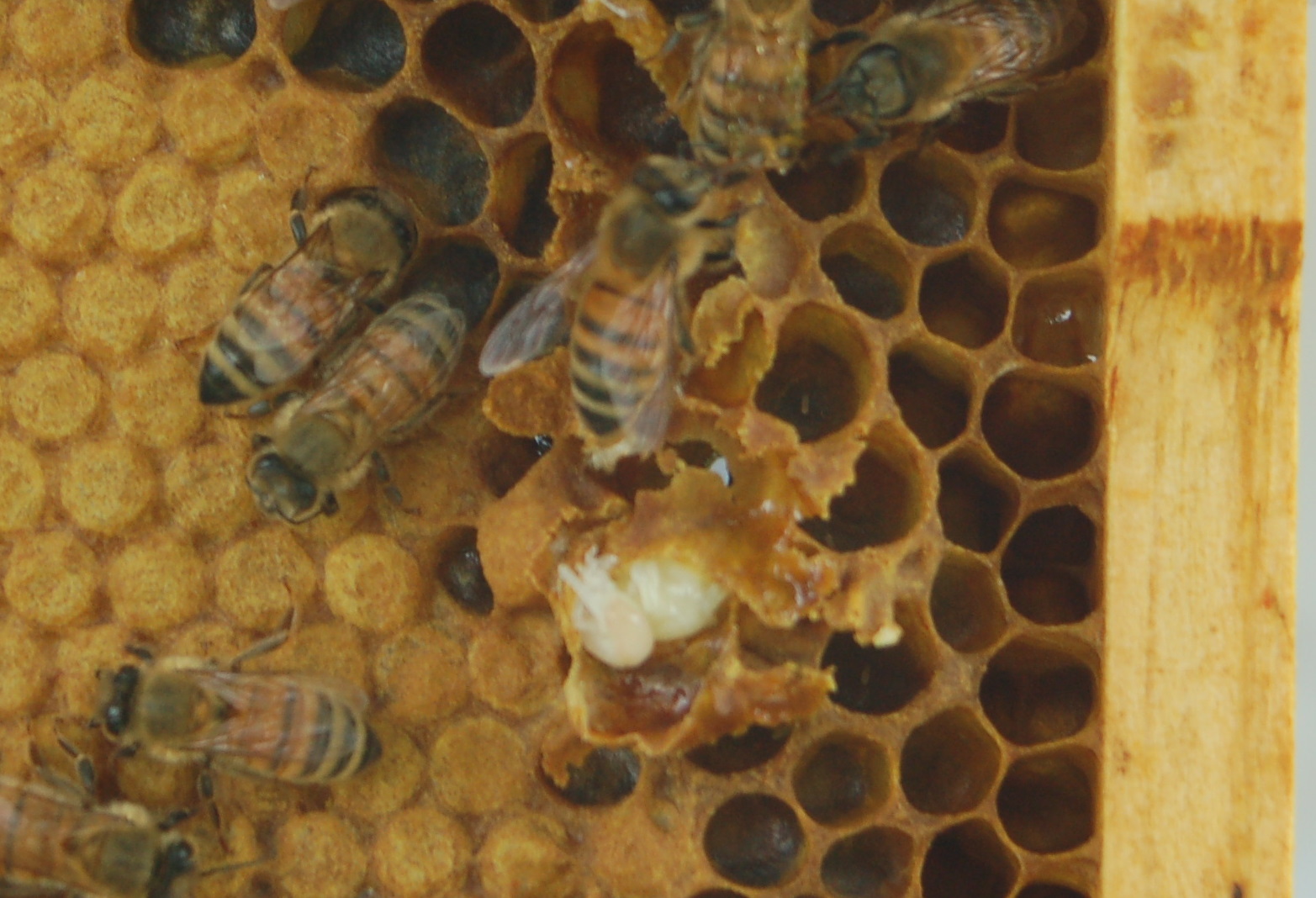 Sunnyside Farms Inspection 2, 61511 Drone VS Queen cells, Unusual