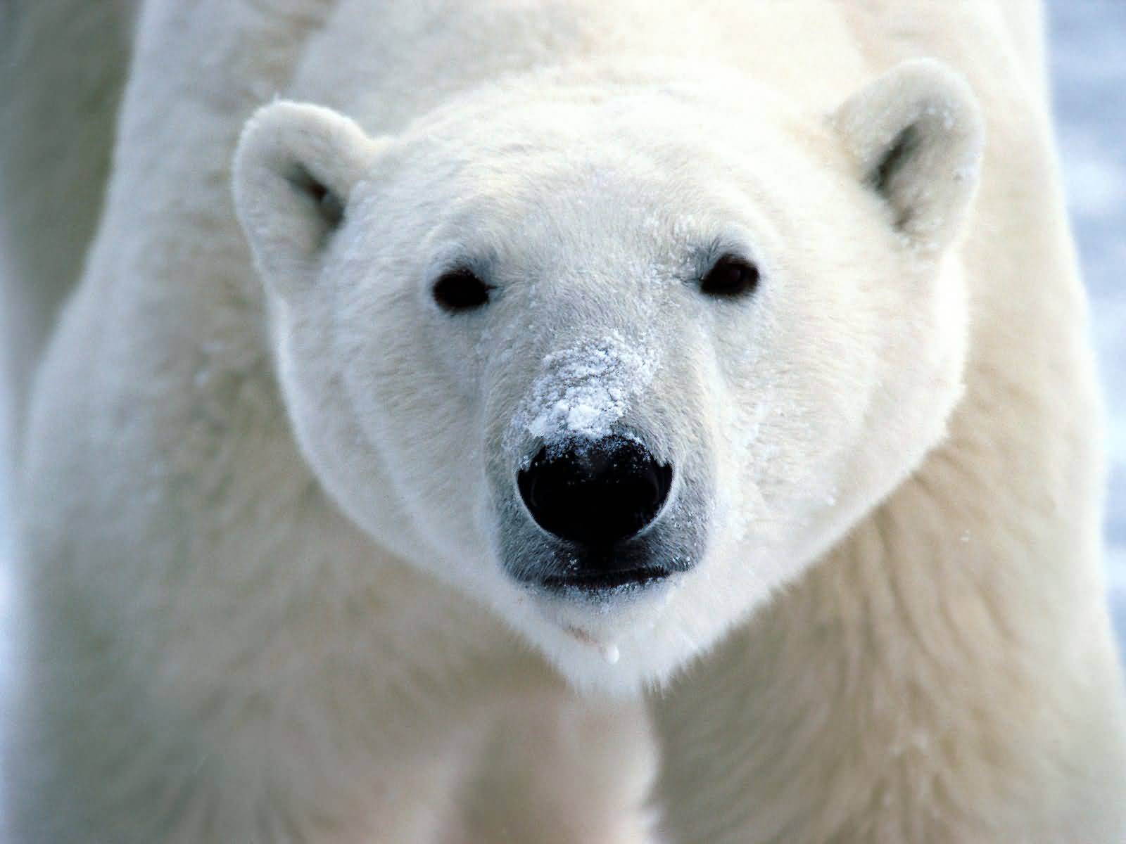 white animal white animal