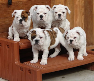 Get where to find english e bulldog puppies for sale