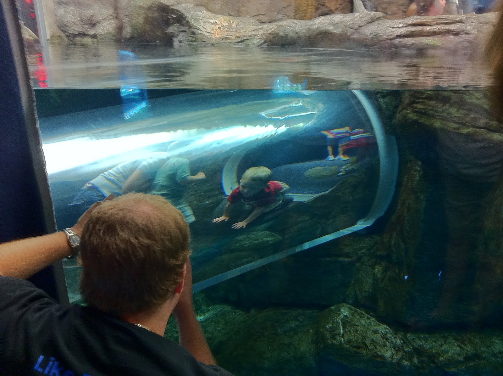 Shirt Pockets Ripley's Aquarium, Pigeon