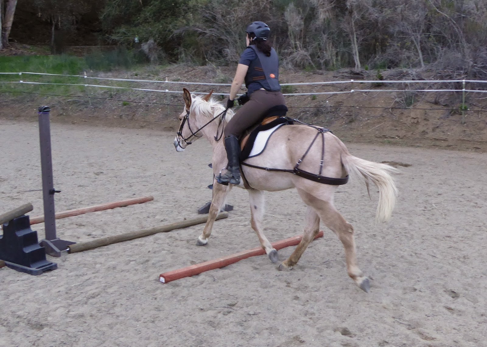 mule english saddle breeching