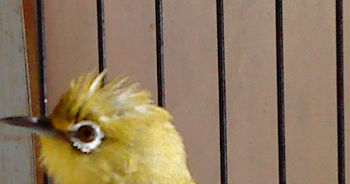 Gambar Burung Pleci Kacamata | Lintas Indonesia