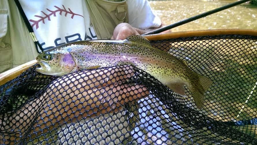 Lew's Fly Angler Chesapeake Bay and Gunpowder River Maryland Fly