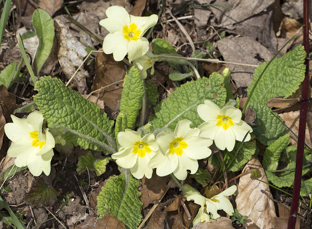Primrose, Primula vugaris. Burnt Gorse, High Elms, 20 April 2013. Primrose, Primula vugaris. Burnt Gorse, High Elms, 20 April 2013.