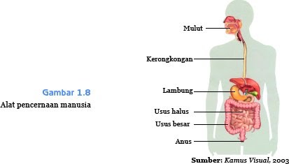 alat%2Bpencernaan%2Bmanusia.webp