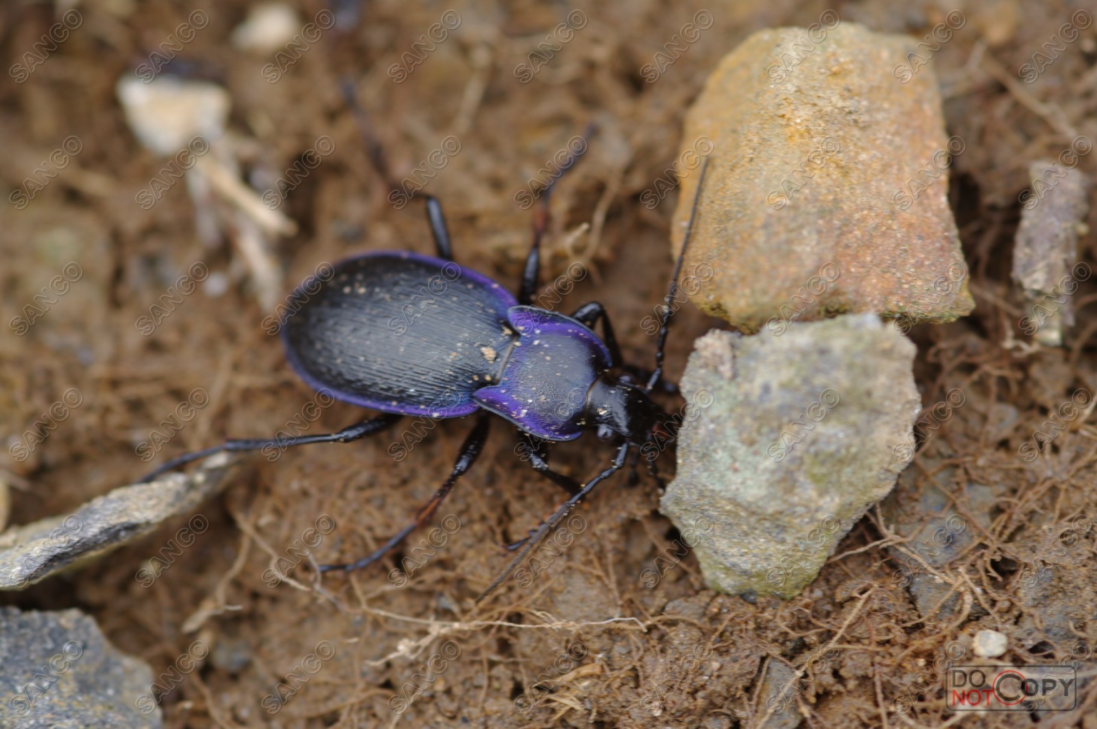 Carabus Violaceus