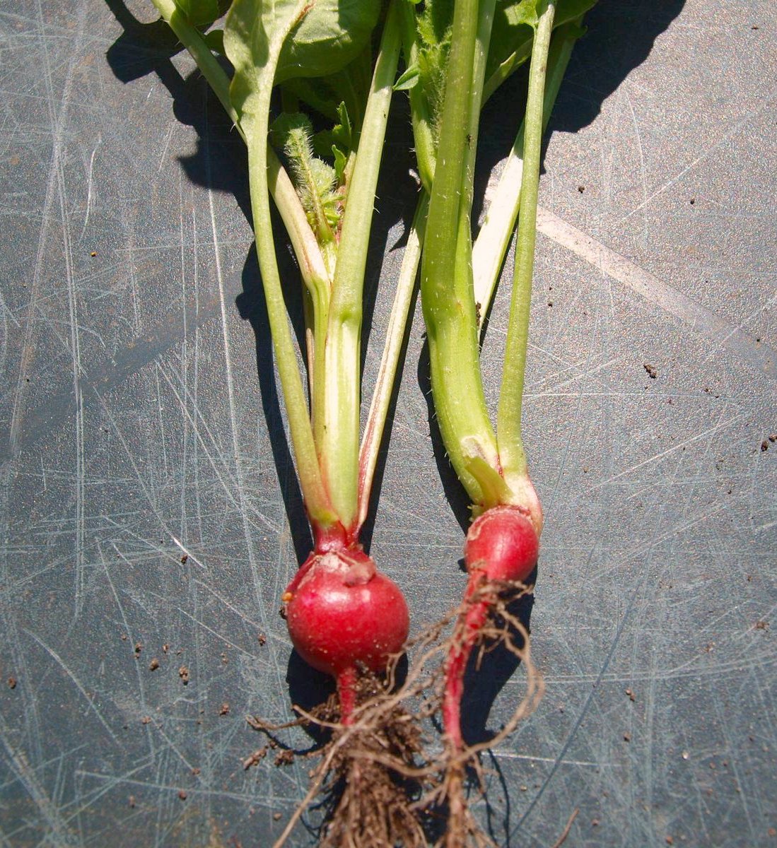 Mark's Veg Plot Growing Radishes