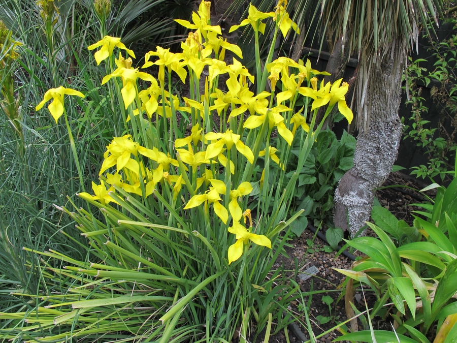 RIZKI FLOWER: TANAMAN RUMPUT HIAS