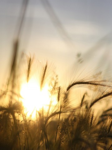Sunrise Field Grass Android Wallpaper
