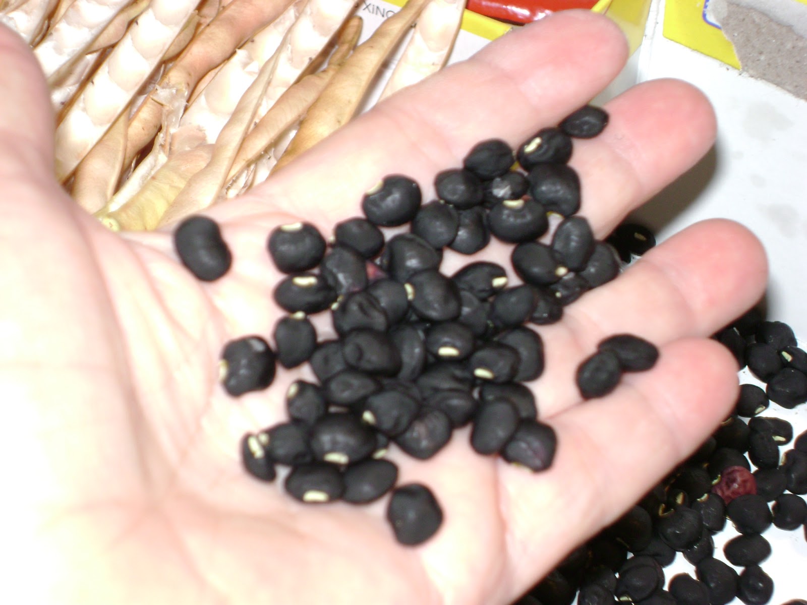 TSG Shelling Seasonal Southern Peas