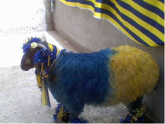صور خروف عيد الاضحى 2013 خروف ملون