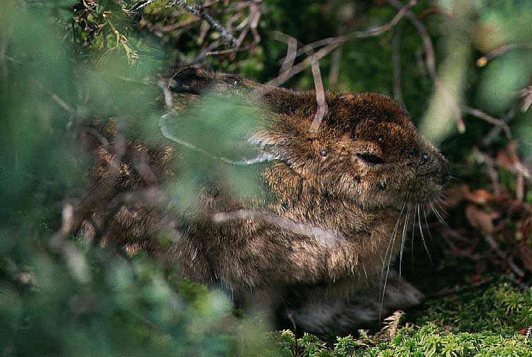 Backyard Beasts Tick Tock! It's Rabbit Time...