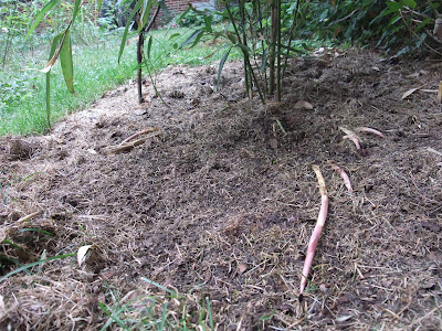 bamboo roots, rhyzomes, spreading, neighbor, summer, energy