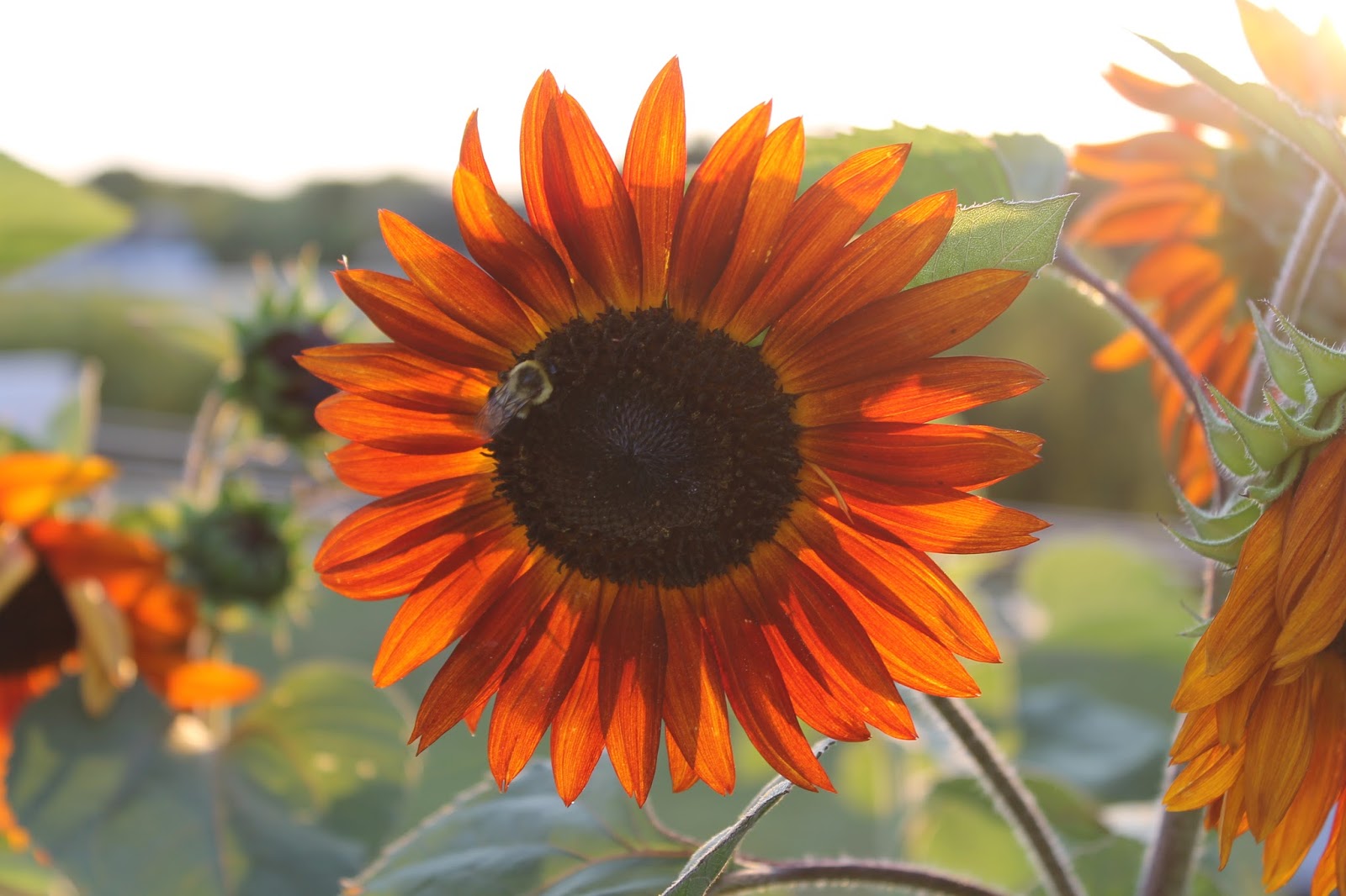 SunShine Sews...: Garden Sunflowers