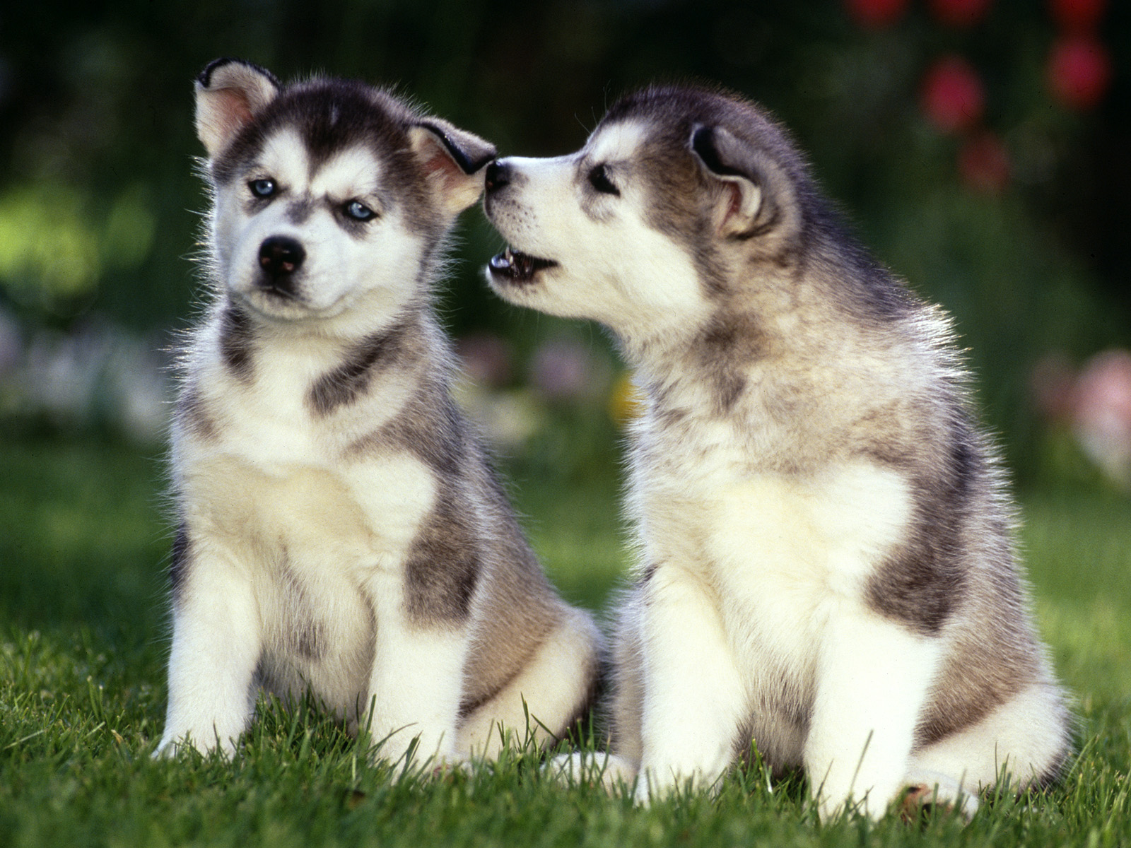 Cute Puppy Dogs: Siberian Husky Puppies