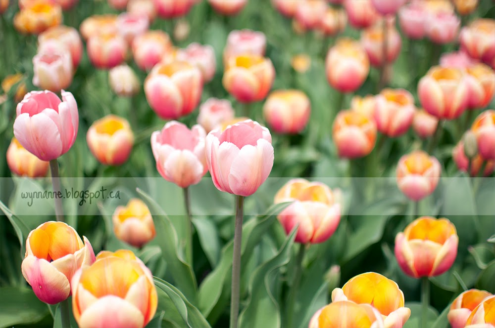 Spring in Ottawa | Wynn Anne's Meanderings Spring in Ottawa | Wynn Anne's Meanderings