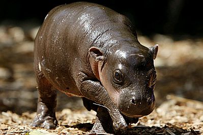 Animales Hipopótamos por Albert Colon en 2020 | Animales salvajes