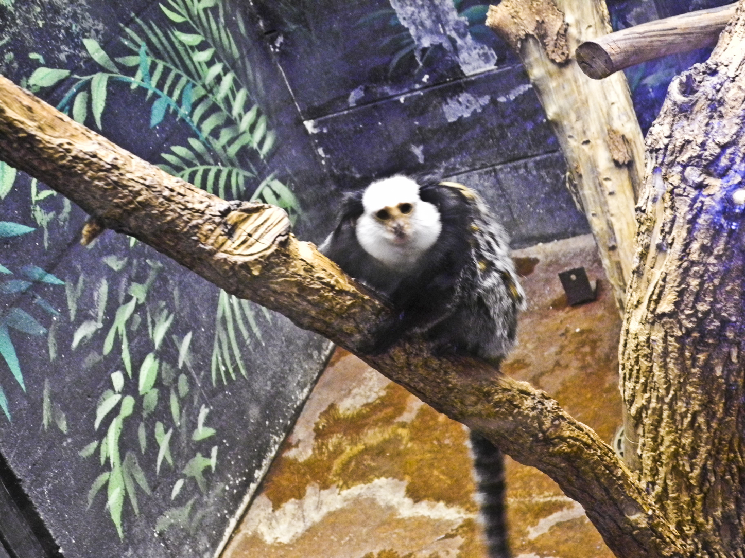 Wisconsin Explorer Henry Vilas Zoo Madison