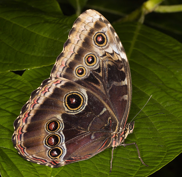 Blue Morpho, Morpho peleides. Butterflies in the Glasshouse at RHS Wisley, 26 January 2016. Blue Morpho, Morpho peleides. Butterflies in the Glasshouse at RHS Wisley, 26 January 2016.