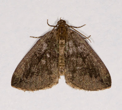 July Highflyer Hydriomena furcata