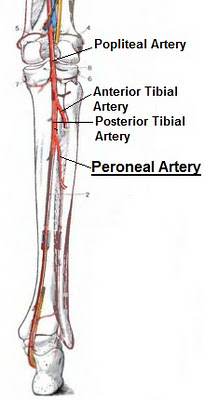 Science, Natural Phenomena & Medicine: Peroneal Artery