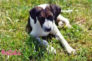 ΒΟΗΘΗΣΤΕ ΜΑΣ ΝΑ ΒΡΟΥΜΕ ΤΗΝ ΜΠΑΤΙΝΤΑ.. boithiste-mas-na-vroume-tin-mpanita.jpg