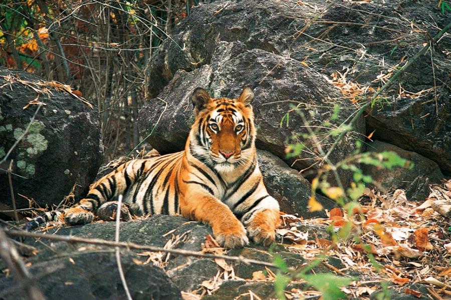the childs hidden tiger essay Tiger essay for class 1, 2, 3, 4, 5, 6, 7, 8, 9 and 10 find paragraph, long and short essay on tiger for your kids, children and students. the childs hidden tiger essay Tiger essay for class 1, 2, 3, 4, 5, 6, 7, 8, 9 and 10 find paragraph, long and short essay on tiger for your kids, children and students.
