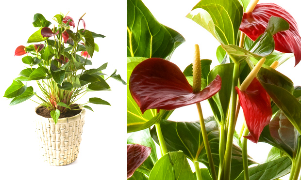 plantas jardins vasos:Flavio lemos jardins: Plantas para vasos plantas jardins vasos:Flavio lemos jardins: Plantas para vasos