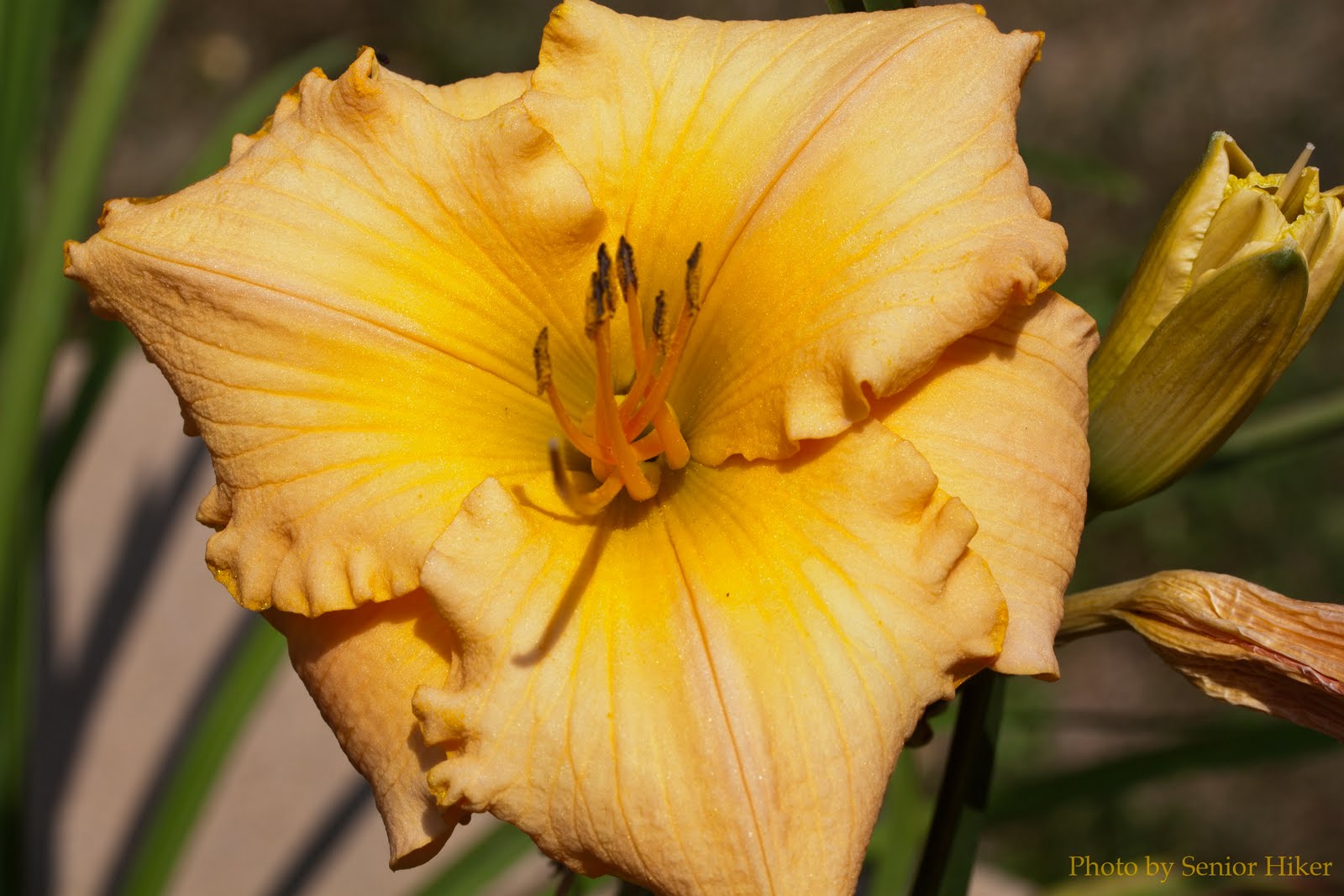 Photos by Senior Hiker Spanish Glow Day Lily
