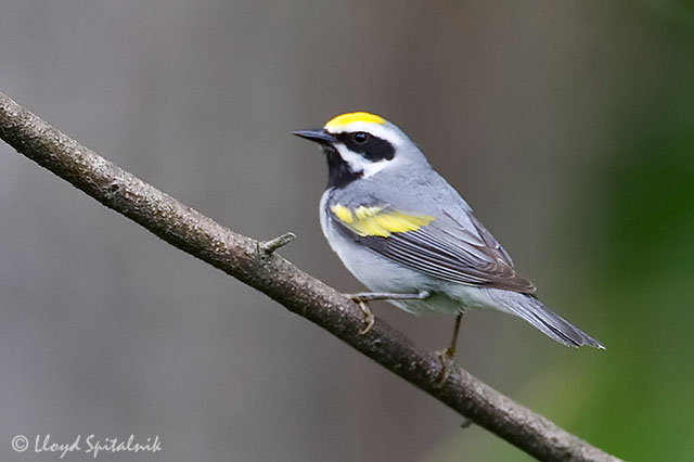 an in depth look at birds on earth Birds we currently have videos and information on 295 birds find out more about birds. an in depth look at birds on earth Birds we currently have videos and information on 295 birds find out more about birds.