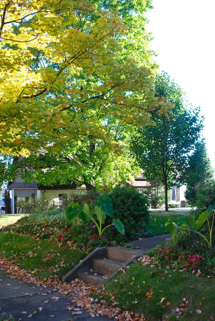 View of the front steps and Hill Garden just before the frost on Saturday night. The Colocasia are mostly mushy today. View of the front steps and Hill Garden just before the frost on Saturday night. The Colocasia are mostly mushy today.