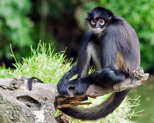 World All Animals spider monkey new images 2013