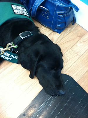Foley asleep on the salon floor