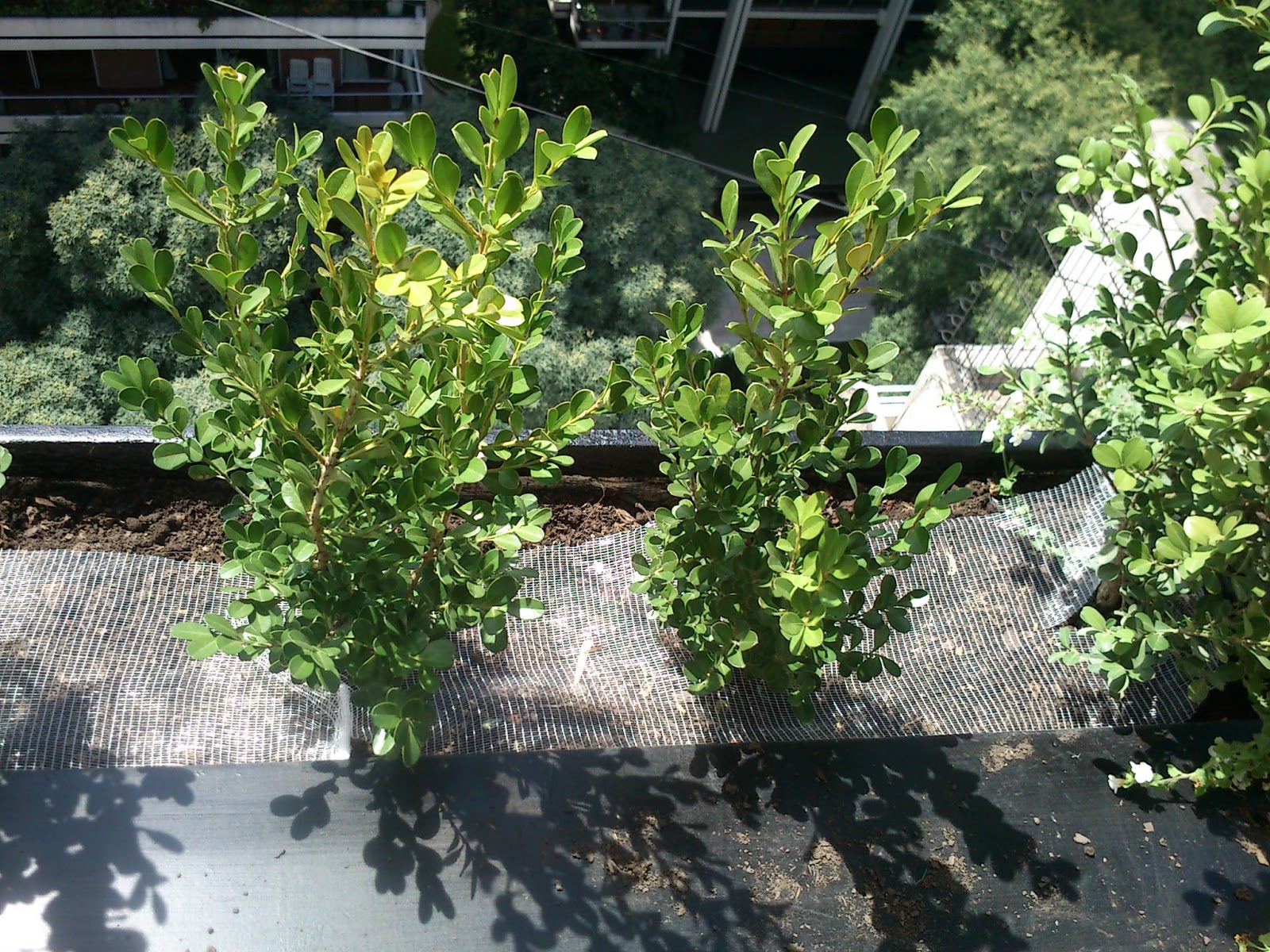 Paula Tarditi - Paisajista,Floricultora,Guía Botánica: Jardineras